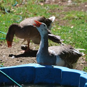 Domestic Greylag Goose (Anser anser) pair, Bluebank Blueberry & Emu Farm