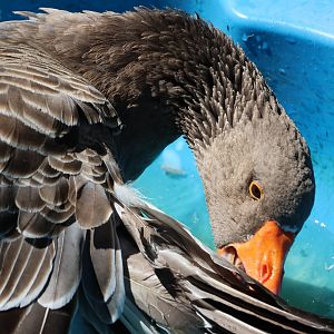 Domestic Greylag Goose (Anser anser), Bluebank Blueberry & Emu Farm