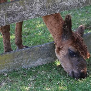 Alpaca (Lama pacos), Bluebank Blueberry & Emu Farm
