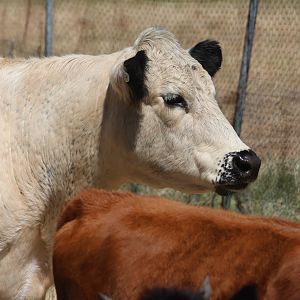 Neat (Bos taurus), Bluebank Blueberry & Emu Farm