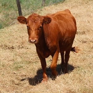 Neat (Bos taurus), Bluebank Blueberry & Emu Farm