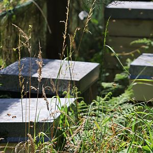 Honey Bee (Apis mellifera) colony and bee hives, Bluebank Blueberry & Emu Farm