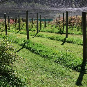 Blueberry crop, Bluebank Blueberry & Emu Farm