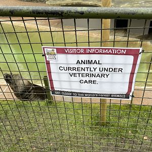 Obo the sea lion is sick