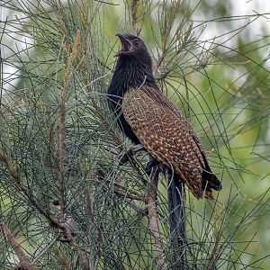 Pheasant Coucal
