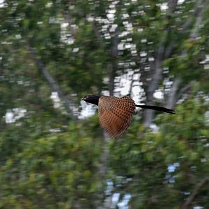 Pheasant Coucal