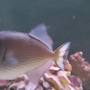 Aquarium- Blue throated Triggerfish 200225