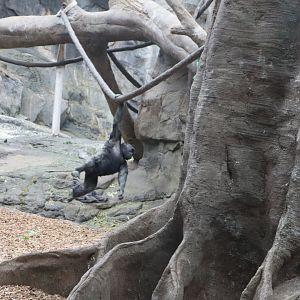 Tropical Forest - Western Lowland Gorilla