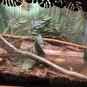 Tropical Forest - Madagascar Hissing Cockroach Terrarium