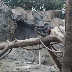 Tropical Forest - Western Lowland Gorilla