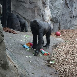 Tropical Forest - Western Lowland Gorilla