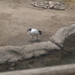 Tropical Forest - Sacred Ibis