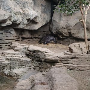 Tropical Forest - Pygmy Hippopotamus
