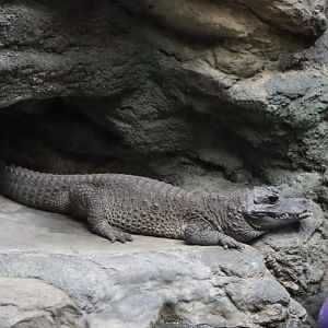 Tropical Forest - Dwarf Crocodile