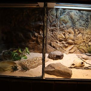 Tropical Forest - Kenyan Sand Boa Enclosure