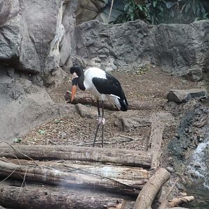 Tropical Forest - Saddle-Billed Stork