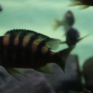Tropical Forest - Zebra Tilapia