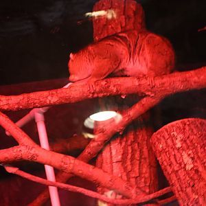 Tropical Forest - Potto