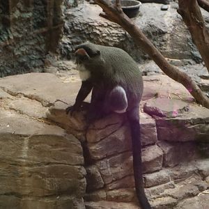 DeBrazza’s Monkey