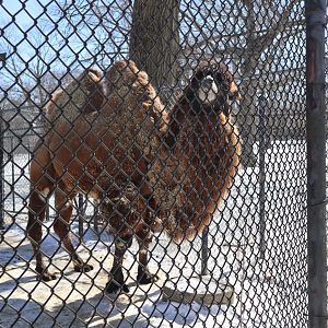 Kalahari Kingdom - Bactrian Camel