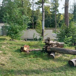 Outside the Orientarium - Sun bear (Helarctos malayanus malayanus) enclosure