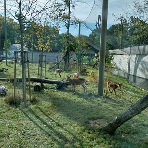 Outside the Orientarium - Siberian Ibex (Capra sibirica) and Western Eurasian Griffon Vulture (Gyps fulvus fulvus)