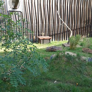 Outside the Orientarium - European Golden Jackal (Canis aureus moreotica)