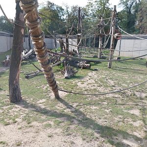 Outside the Orientarium - Hanuman Langur (Semnopithecus entellus) and Indian Crested Porcupine (Hystrix indica)
