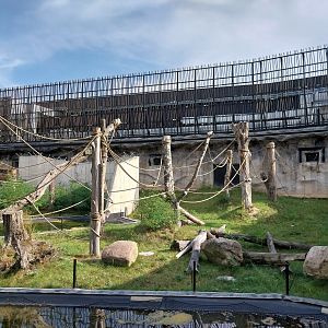 Outside the Orientarium - Sumatran Orangutan (Pongo abelli)