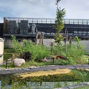 Outside the Orientarium - Sumatran Orangutan (Pongo abelli)