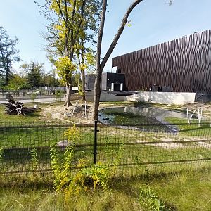 Outside the Orientarium - Malayan Tapir (Tapirus indicus)