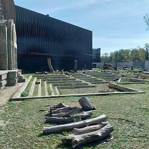 Outside the Orientarium - Japanese Macaque (Macaca Fuscata)