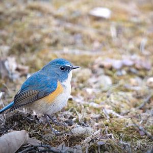 Red Flanked Bluetail ~ Kumoba Pond
