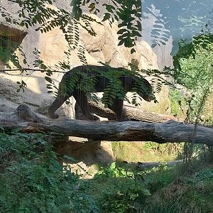 Outside the Orientarium - Sunbear (Helarctos malayanus malayanus)