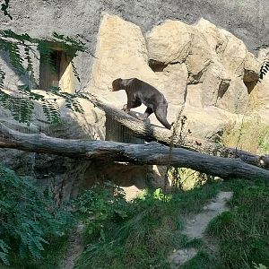 Outside the Orientarium - Sunbear (Helarctos malayanus malayanus)