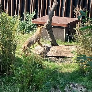 Outside the Orientarium - European Golden Jackal (Canis aureus moreotica)