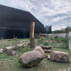 Outside the Orientarium - Japanese Macaque (Macaca fuscata)