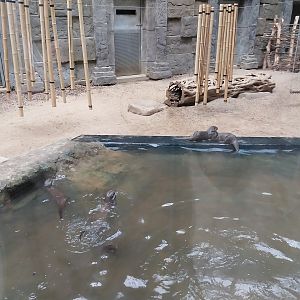 Temple hall - Asiatic Small-clawed Otter (Aonyx cinerea)