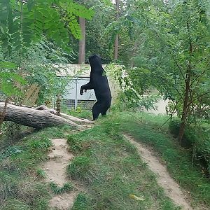 Outside the Orientarium - Sun Bear (Helarctos malayanus malayanus)