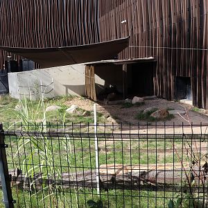 Outside the Orientarium - Malayan Tapir (Tapirus indicus)