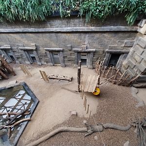 Orientarium - Temple hall - Malayan Tapir (Tapirus indicus) and Asian Small-clawed Otter (Aonyx cinerea)