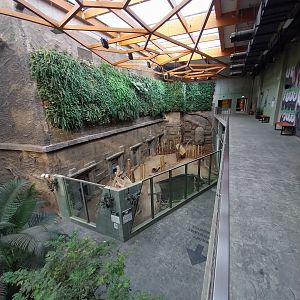 Orientarium - Temple hall - Malayan Tapir (Tapirus indicus) and Asian Small-clawed Otter (Aonyx cinerea)