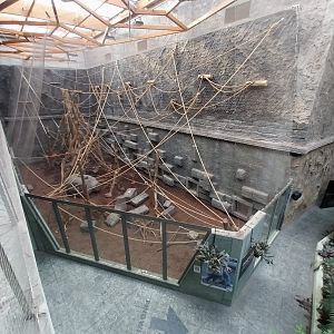 Orientarium - Temple hall - Lion-tailed Macaque (Macaca silenus)