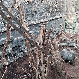 Orientarium - Temple hall - Lion-tailed Macaque (Macaca silenus)