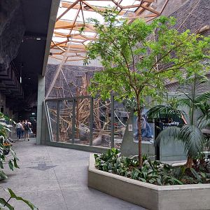 Orientarium - Temple hall - Lion-tailed Macaque (Macaca silenus)