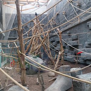 Orientarium - Temple hall - Lion-tailed Macaque (Macaca silenus)