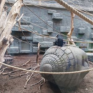 Orientarium - Temple hall - Lion-tailed Macaque (Macaca silenus)