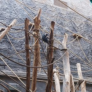 Orientarium - Temple hall - Lion-tailed Macaque (Macaca silenus)
