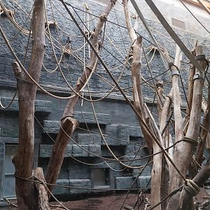 Orientarium - Temple hall - Lion-tailed Macaque (Macaca silenus)