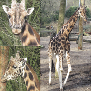 02 2025 - Giraffe male #1